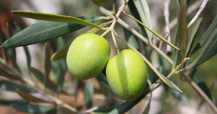 Blessed olive branches at Easter: should you keep them or throw them away?