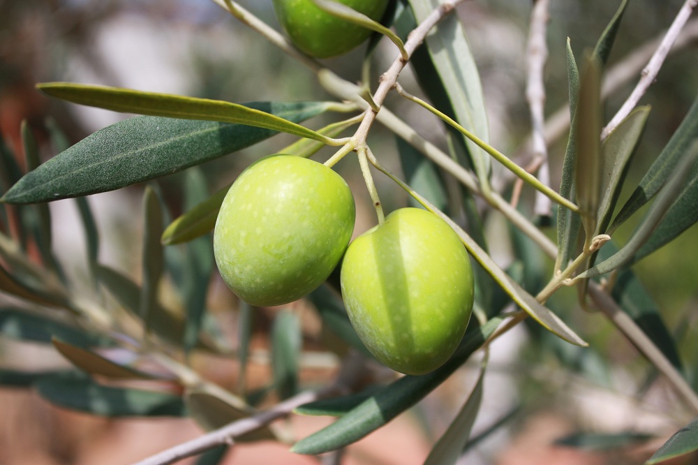 Blessed olive branches at Easter: should you keep them or throw them away?